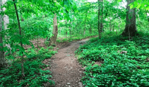 Chapel Hill Hiking Trails
